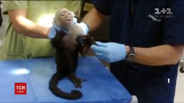 В Мексике две недели не могли поймать обезьяну капуцина