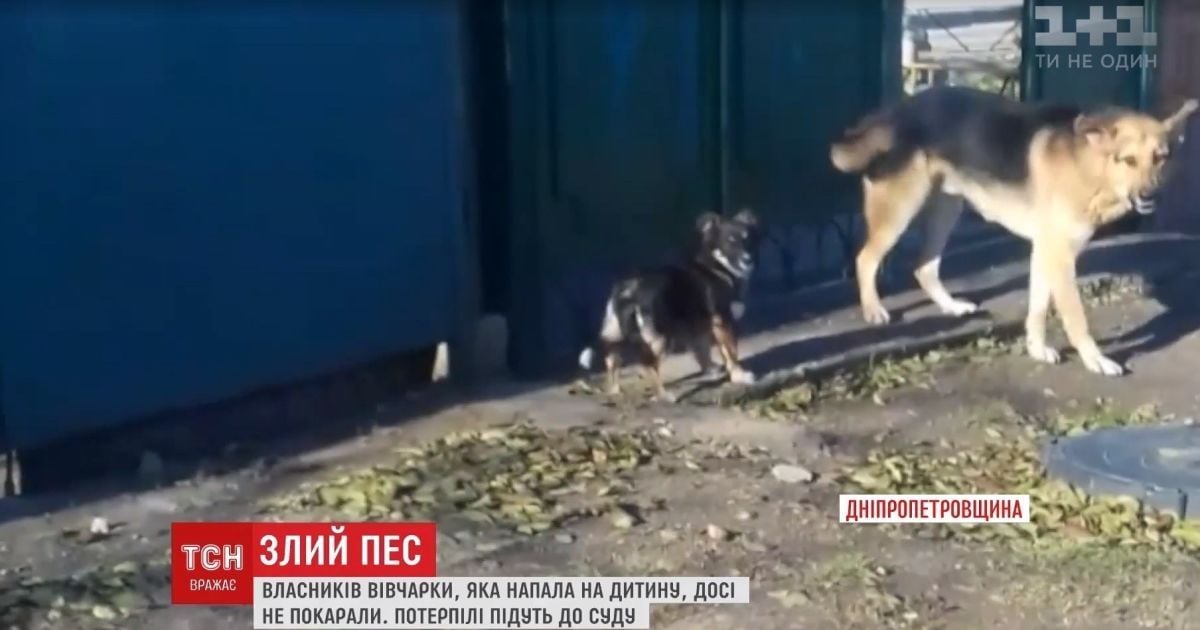 В Кривом Роге овчарка покалечила девочку, а хозяевам все сошло с рук