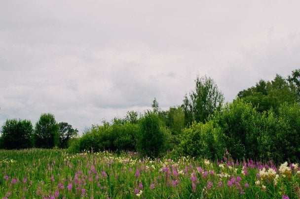 Народні прикмети 6 червня / © pexels.com