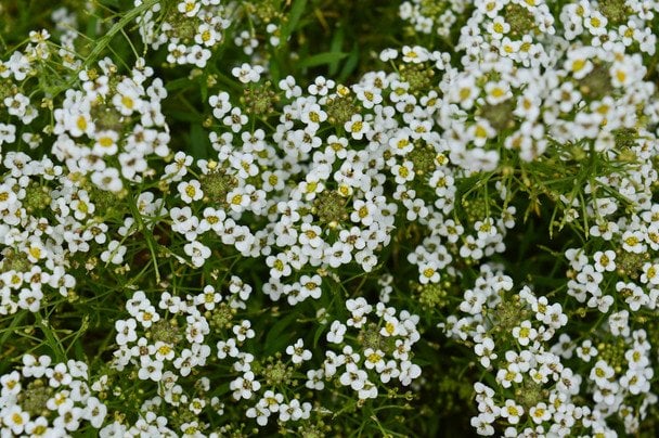 Алісум / © unsplash.com