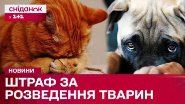 Заборона розведення і продажу тварин! Причини, штрафи та думки зоозахисників та розплідників