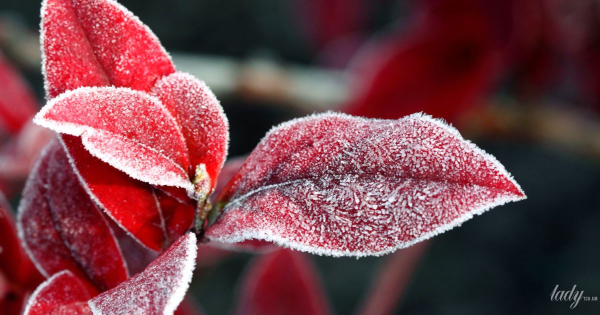 Красные листья в инее