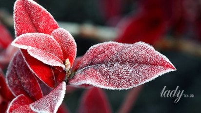 Красные листья в инее