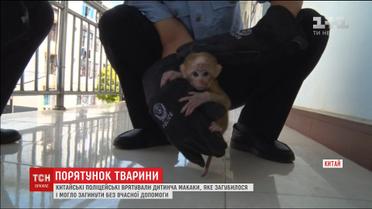 Китайські поліцейські врятували на узбіччі дороги маленьку мавпочку