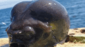 Рибалка виловив дивну істоту, схожу на інопланетянина.