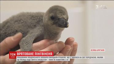 Працівники зоопарку у Лондоні виходили пінгвіненя, що передчасно з'явилося на світ