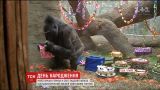 Самая старая горилла в мире отпраздновала юбилей
