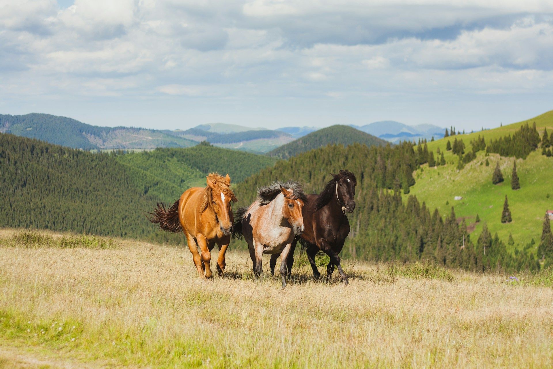 18 серпня коні фиркають та перебирають ногами — чекайте на негоду / © Unsplash