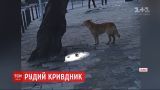 20 покусанных людей за две недели: рыжий пес терроризирует жителей Львова