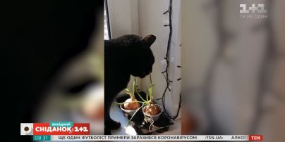 Веселые видео с домашними любимцами зрителей "Сніданку з 1+1"
