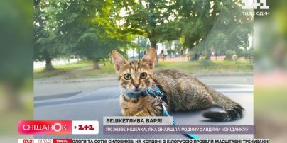 Озорная Варя: как живет кошечка, нашедшая семью благодаря "Сниданку"