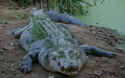 В Австралии трое туристов провели ночь на крыше машины посреди реки, полной крокодилов
