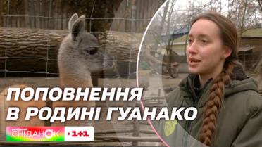 Поповнення в родині гуанако: про екзотичну тваринку з Київського зоопарку