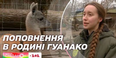 Поповнення в родині гуанако: про екзотичну тваринку з Київського зоопарку