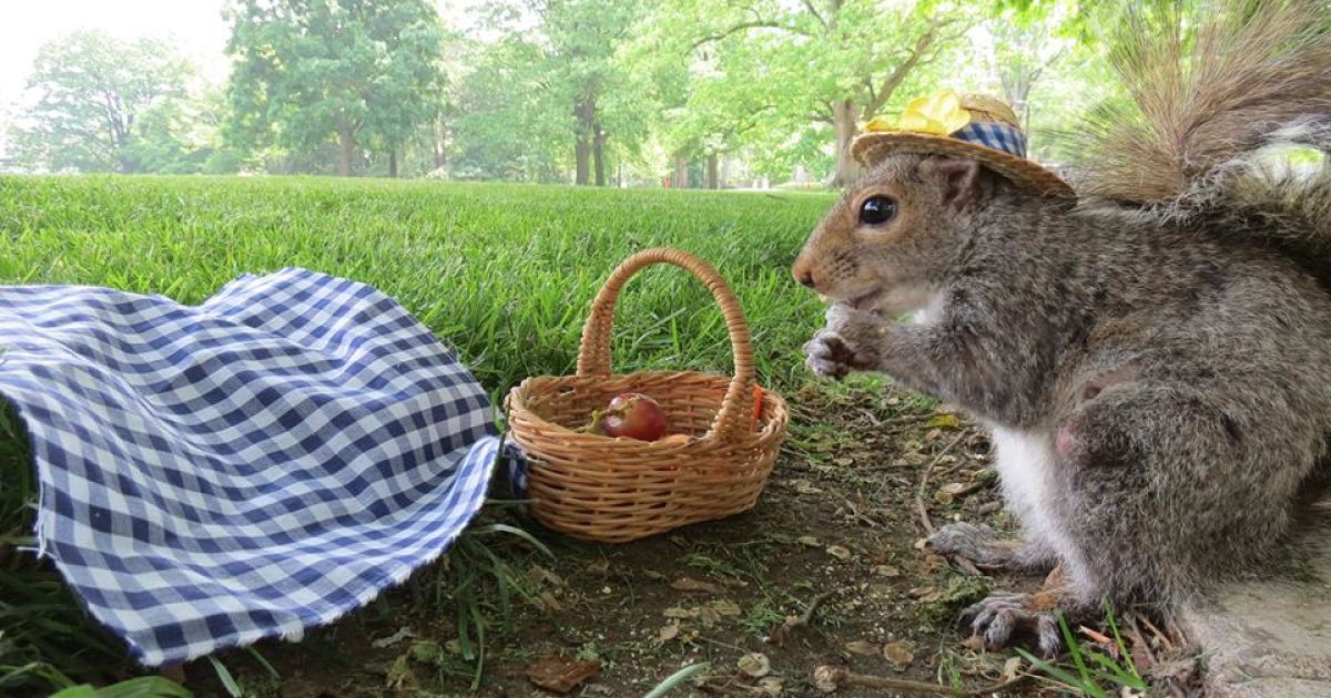 Белка-модница Снизи / © Sneezy The Penn State Squirrel / Facebook