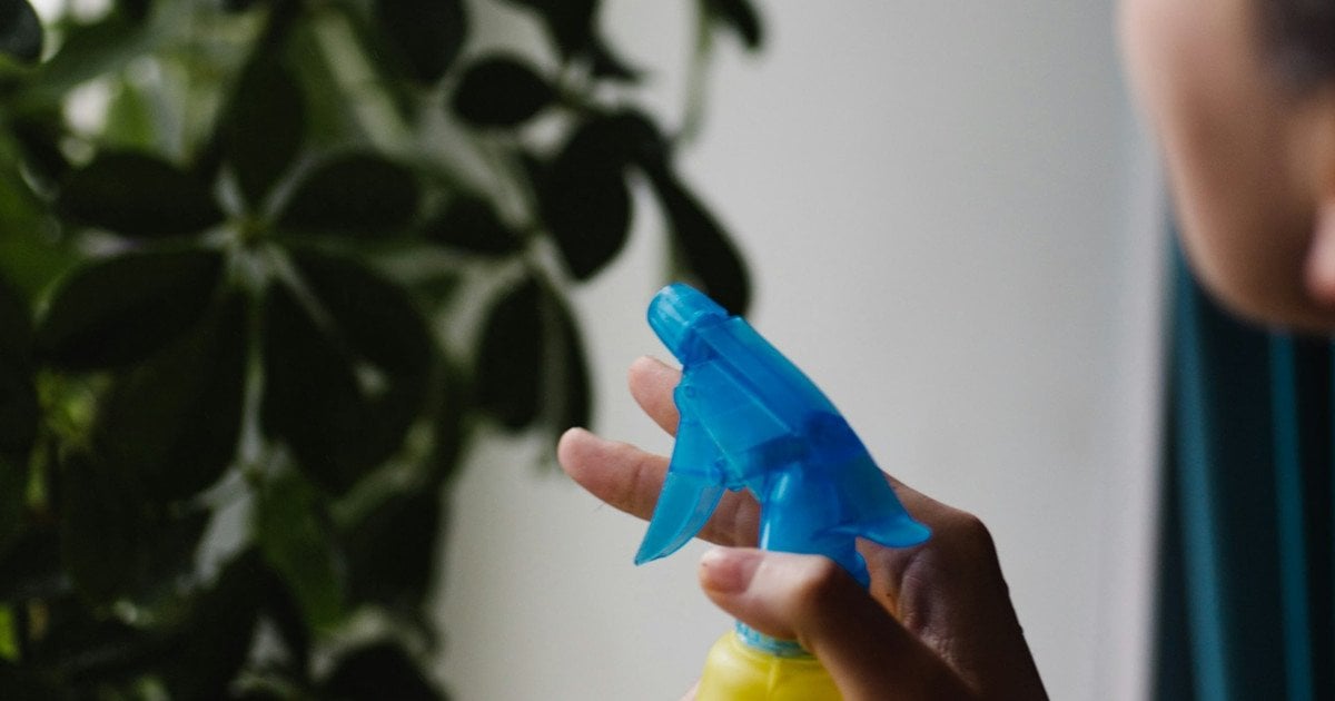 Чем протереть листья комнатных растений
