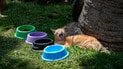 Стоит ли выпускать домашних котов на улицу