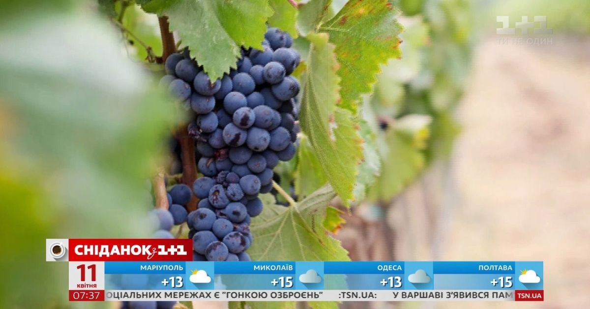 Топ-5 фруктів та ягід, кісточки яких можна і треба їсти