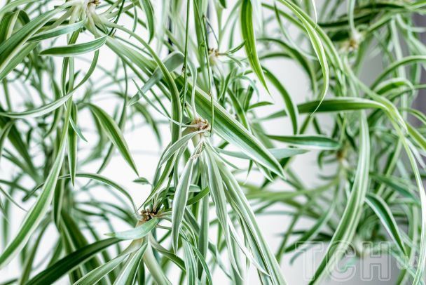 Золоті правила поливу кімнатних рослин / © Credits