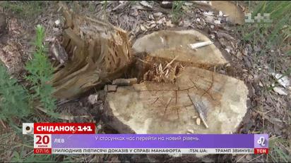 Чому київська влада наклала мораторій на вирубки місцевих лісів