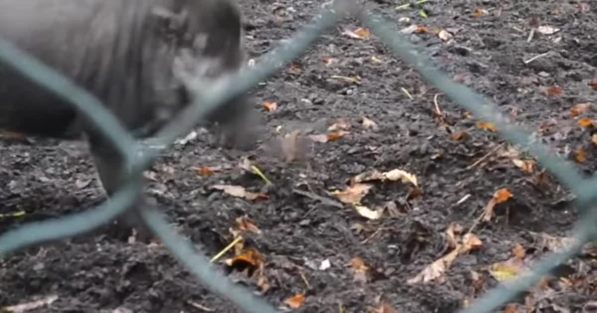 Вчені вперше зафіксували, що свині почали використовувати інструменти