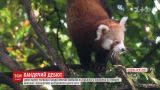 Посетителям британского зоопарка впервые показали рыжих детенышей панды