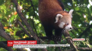 Посетителям британского зоопарка впервые показали рыжих детенышей панды