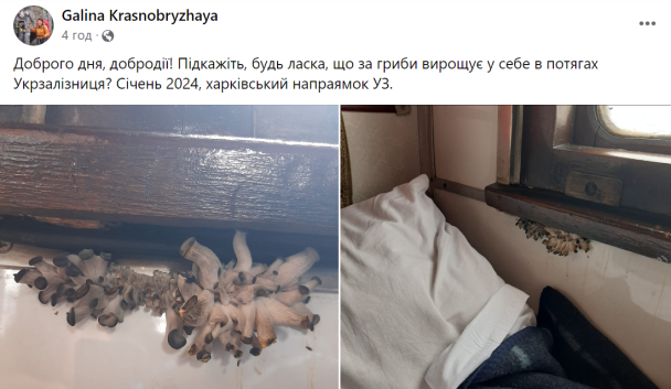 Допис у групі "Гриби України"