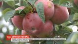 Українські фермери скаржаться на низький урожай яблук