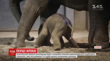 Бельгійський зоопарк оприлюднив відео з першими кроками новонародженого слоненяти