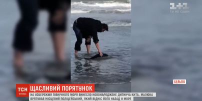 У Бельгії поліцейський врятував дитинча кита, якого винесло на узбережжя Північного моря