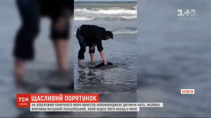 У Бельгії поліцейський врятував дитинча кита, якого винесло на узбережжя Північного моря