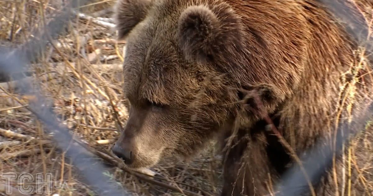 Бура ведмедиця захищала своїх ведмежат і накинулася на грибника