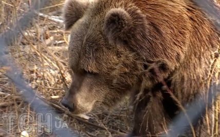 На Прикарпатті ведмедиця пошматувала грибника: четверо хірургів рятували йому життя