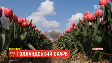 Голландський скарб: як виростити тюльпан, який імпортує весь світ