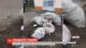 У Шостці знайшли кілька мішків та пакетів із вбитими котами і собаками