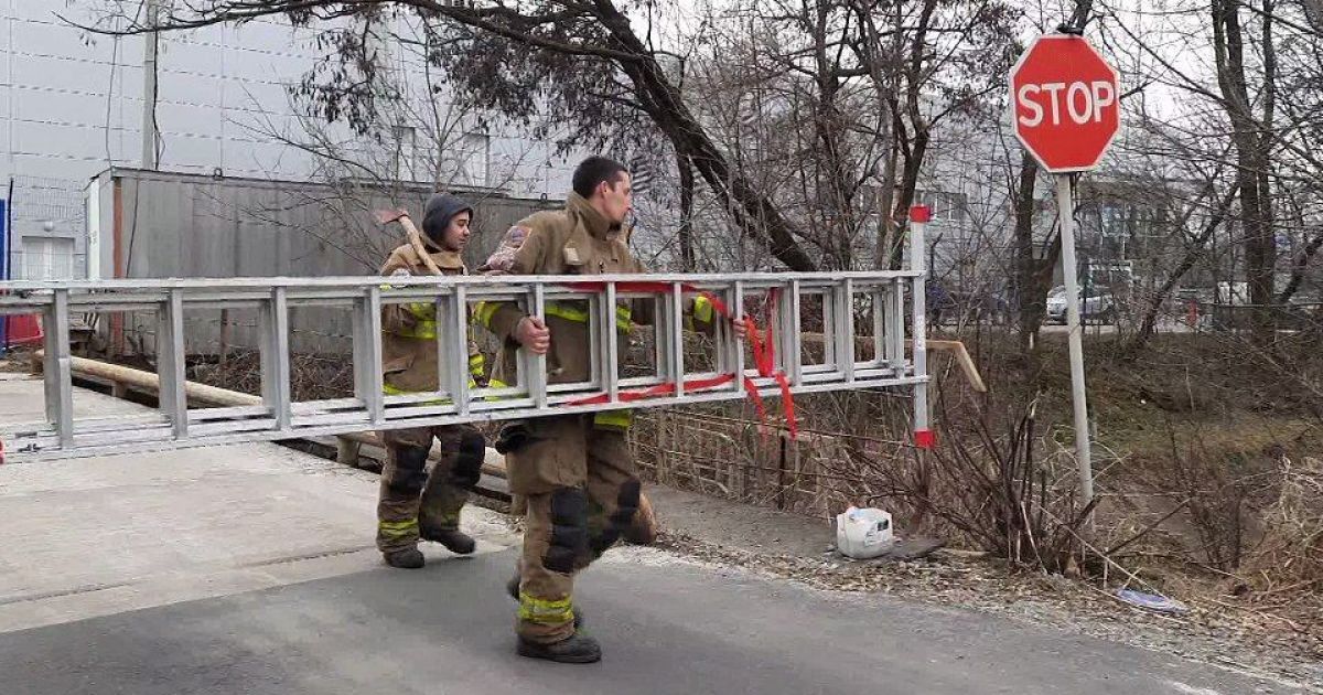 Під Києвом з аварійного дерева рятувальники знімали єнота