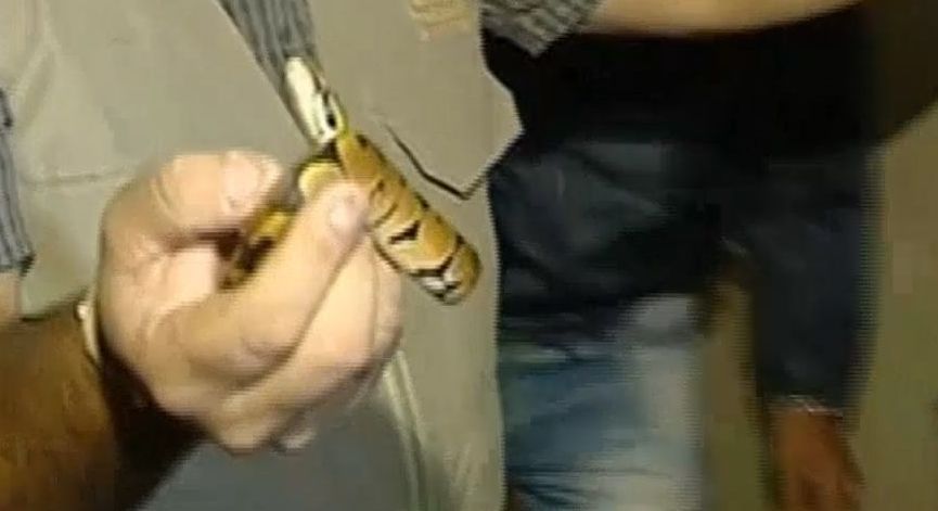 Аргентинская полиция обнаружила в квартире в Буэнос-Айресе сотни змей
