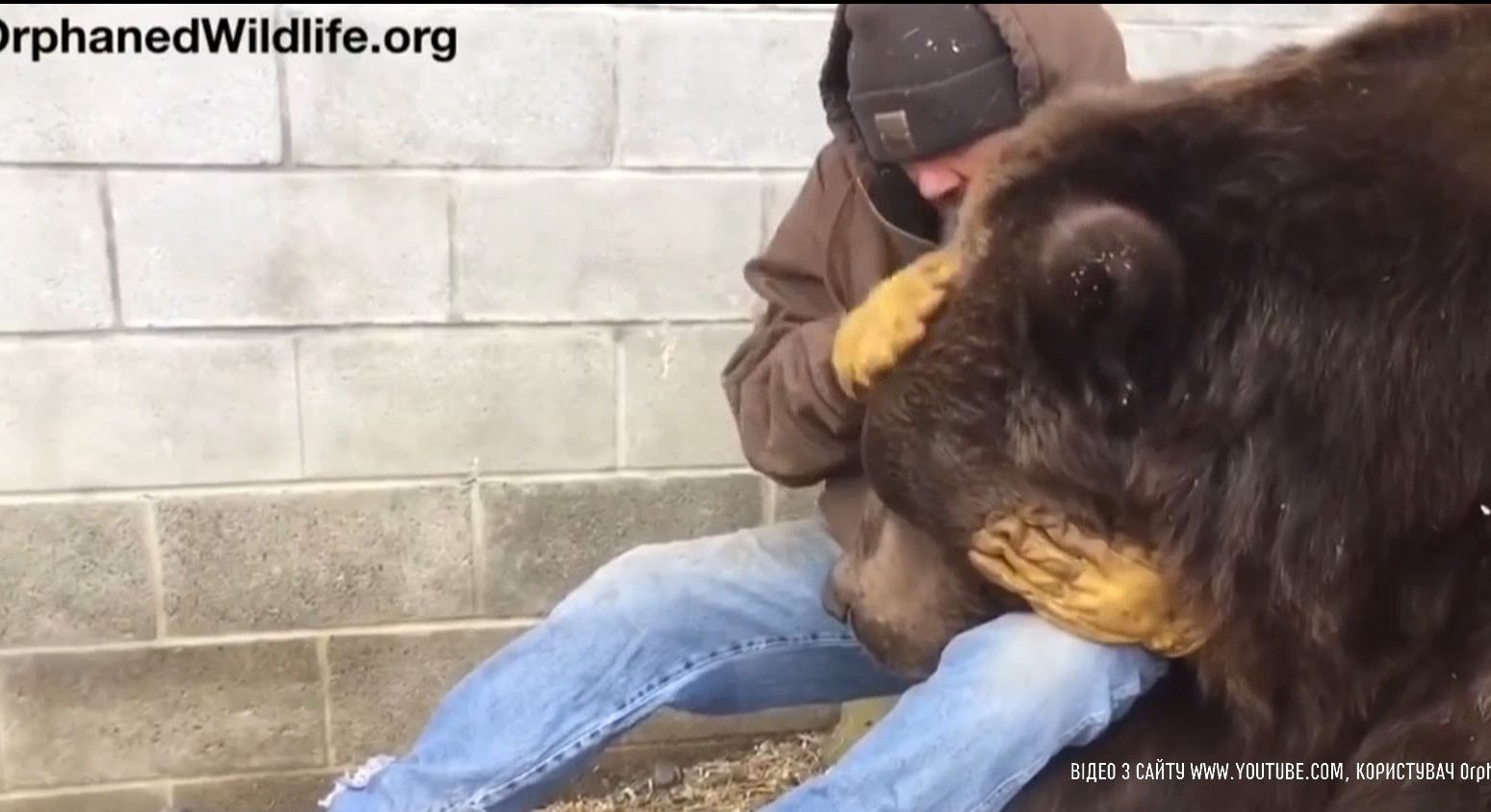 В Сети набирает популярность видео, на котором мужчина утешает 700-килограммового медведя