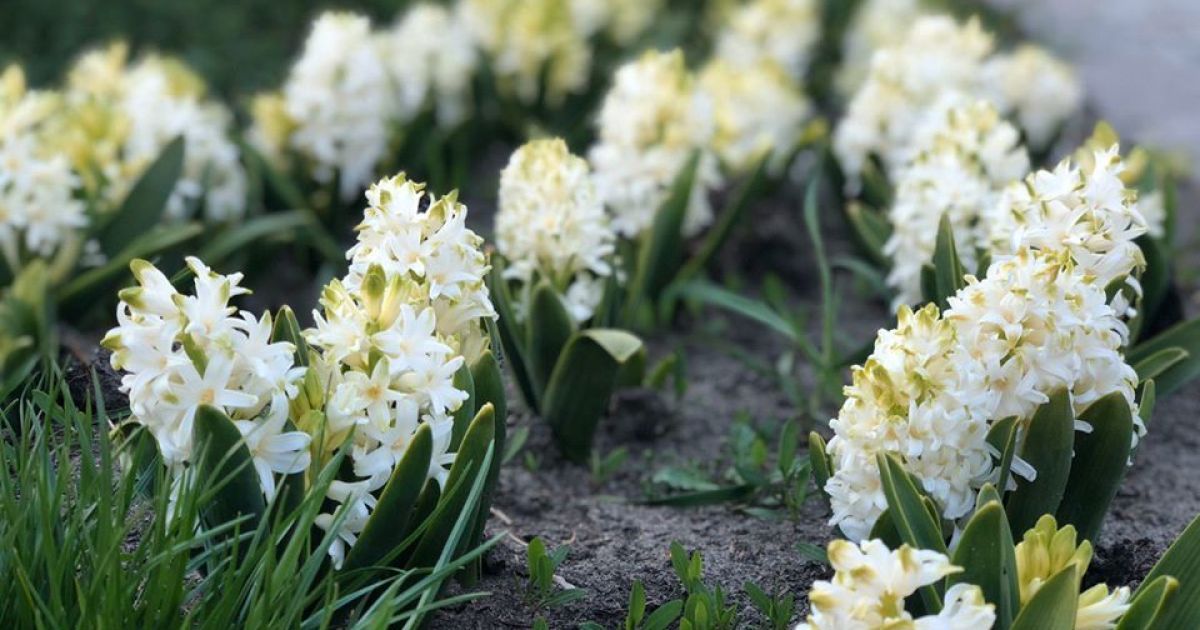 У Києві на Співочому полі відкрилась виставка тюльпанів_1 / © Нове Співоче поле