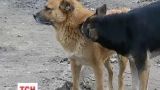 Дніпровські волонтери знайшли новий дім за кордоном тисячам скалічених собак