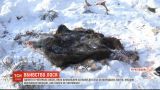 На Чернігівщині браконьєри вбили лося