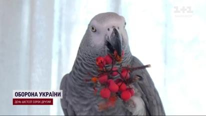 Папуга після окупації вивчив українську і знає, куди відправити Росію