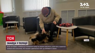 Новости Украины: ровенские полицейские вернули хозяевам потерянного пикинеса