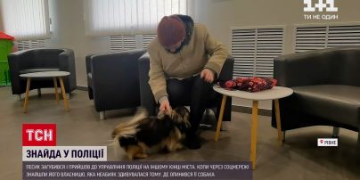Новости Украины: ровенские полицейские вернули хозяевам потерянного пикинеса