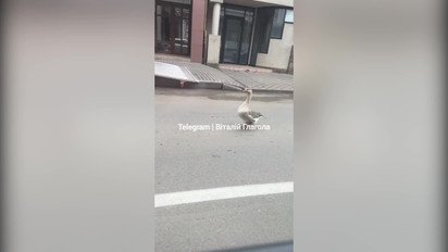 В Ужгороде гусь спровоцировал пробку на дороге