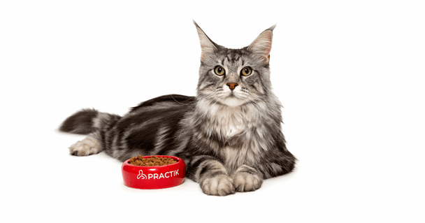 Сезон кліщів: захист та імунітет вашого улюбленця навесні