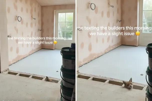 У Британії лисиця оселилася під підлогою будинку, де триває ремонт.  / © соцмережі