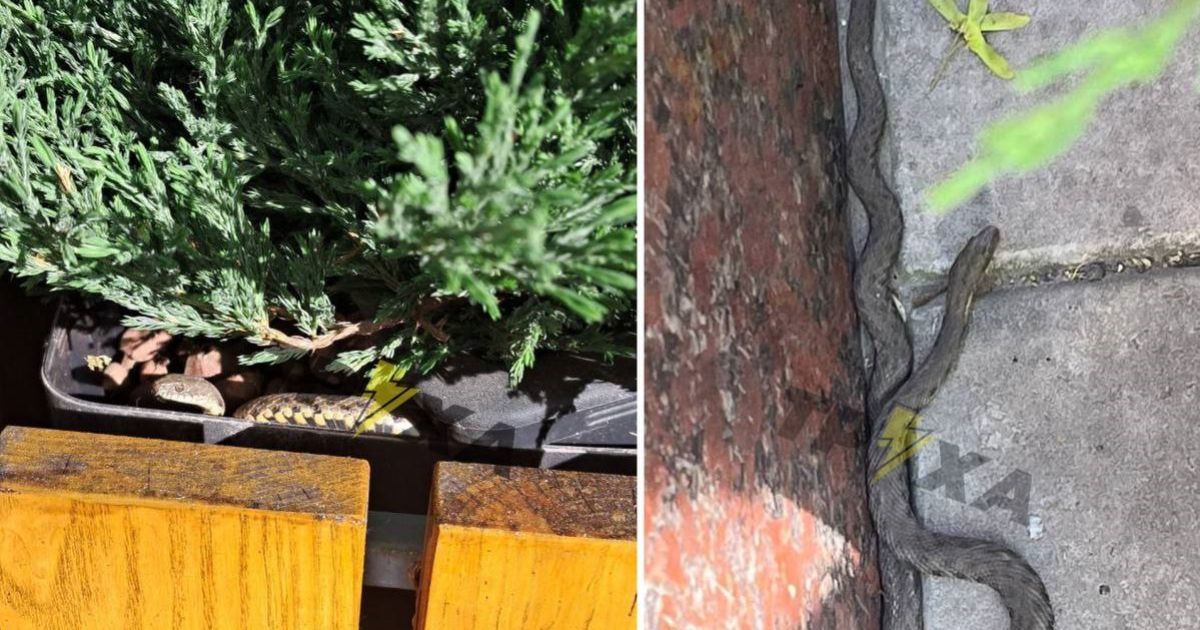 В Дніпрі зафіксували «нашестя змій». Фото: Труха