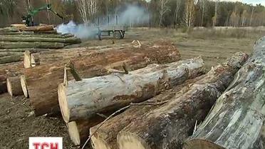 Селяне в селе Подлесье заблокировали дорогу, заметив незаконную вырубку соседнего леса